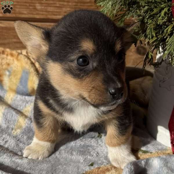 Dorper, Pembroke Welsh Corgi Puppy